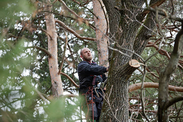 Schererville, IN Tree Care Company